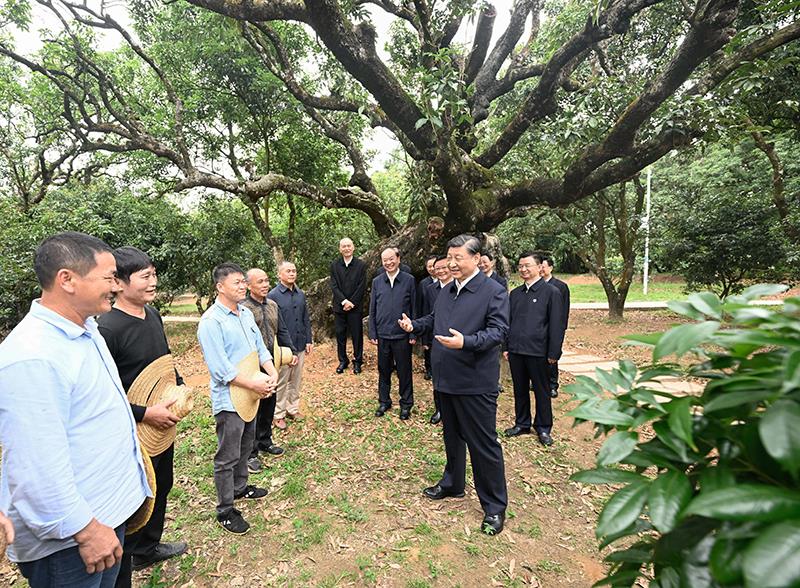 △今年4月11日，在廣東茂名高州市根子鎮(zhèn)柏橋村荔枝種植園，習(xí)近平總書記同現(xiàn)場(chǎng)技術(shù)人員親切交流。