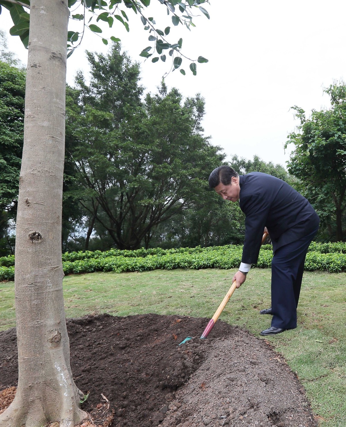 2012年12月8日，習(xí)近平在深圳蓮花山公園種下一棵高山榕樹。